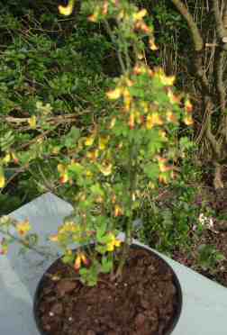 Coronilla emerus for sale broom scented  small shrub for sale Irish garden centre 